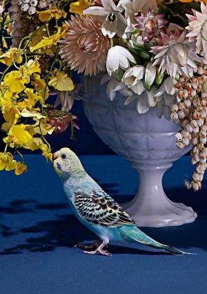 Jasmine Poole + Chris Sewell - Floral Study with Budgies - photograph