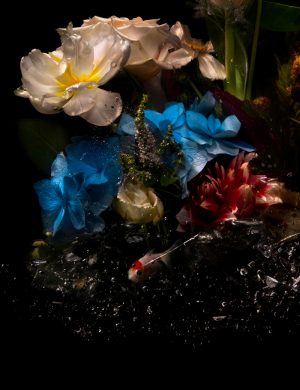 Lilli Waters - Tulpenmanie - Photography