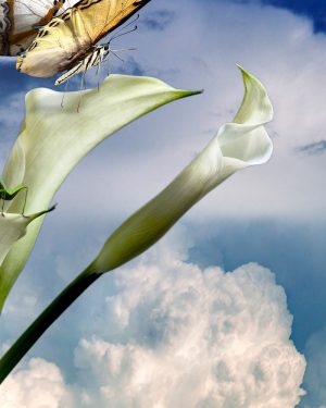 Simon Cardwell, White Cara Lily Butterflies, Photograph