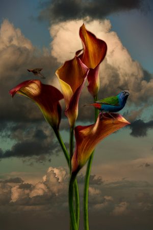 Simon Cardwell, Red Orange Lily Blue Finch, Photograph