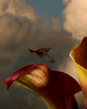Simon Cardwell, Red Orange Lily Blue Finch, Photograph