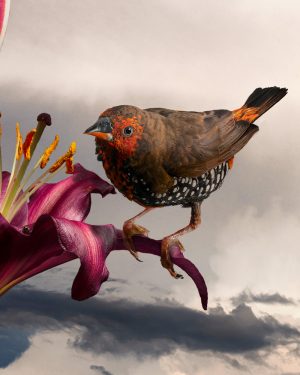 Simon Cardwell, Red Lillium Finch, Photograph