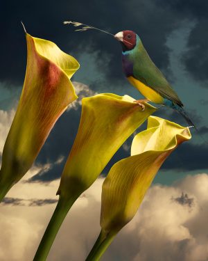 Simon Cardwell, Yellow Cara Lily And Finch, Photograph