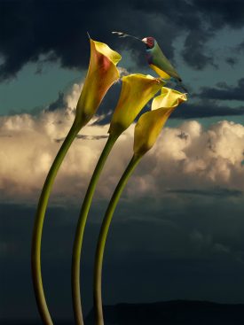 Yellow Calla Lily and Finch