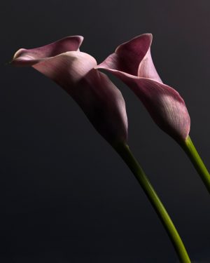 Simon Cardwell, Pink Cara Lily Butterfly, Photograph
