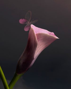 Simon Cardwell, Pink Cara Lily Butterfly, Photograph