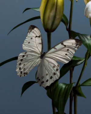 Simon Cardwell, The Resurrection, Surrealist Photograph