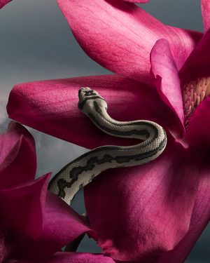 Simon Cardwell, Shadows of Paradise, Surrealist Photograph