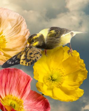 Simon Cardwell, The Ally and the Enemy, Surrealist Photograph