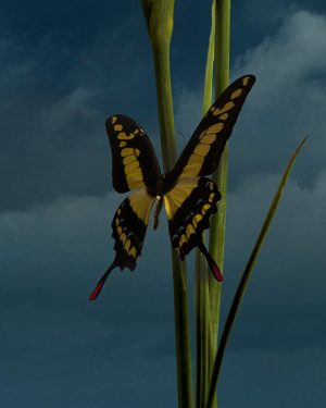 Simon Cardwell, The Mentor, Surrealist Photograph